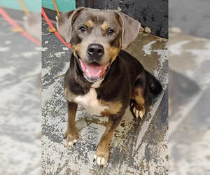 American Bulldog-Unknown Mix Dogs for adoption in Minneapolis, MN, USA