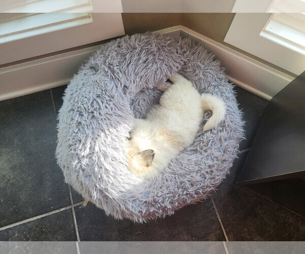 Medium Photo #8 Great Pyrenees Puppy For Sale in Croydon, NH, USA