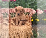 Puppy Jasper Golden Retriever
