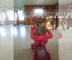 Small Photo #4 Imo-Inu Puppy For Sale in COLBY, WI, USA