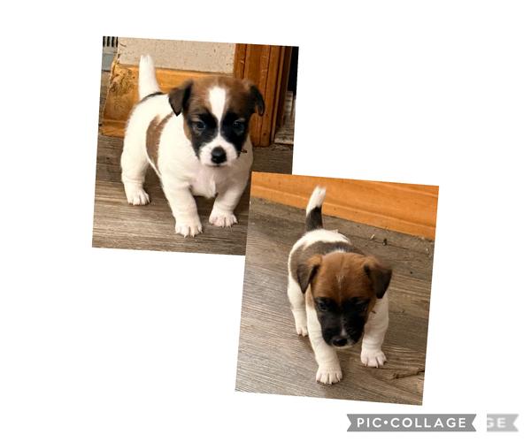 Medium Photo #1 Jack Russell Terrier Puppy For Sale in FREEMAN, MO, USA
