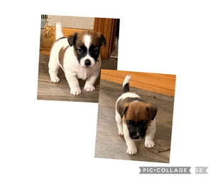 Jack Russell Terrier Puppy for Sale in FREEMAN, Missouri USA