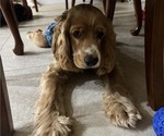 Small #6 Cocker Spaniel