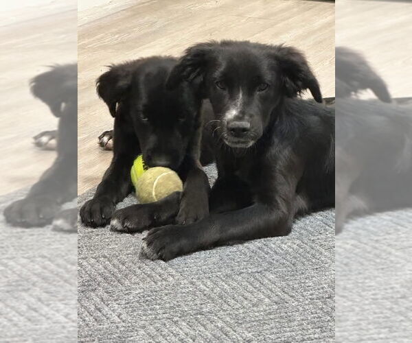 Medium Photo #1 Mutt Puppy For Sale in Emmett, ID, USA