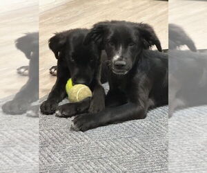 Mutt Dogs for adoption in Emmett, ID, USA