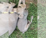 Small Photo #26 Weimaraner Puppy For Sale in WHITE HALL, AR, USA