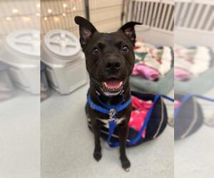 American Pit Bull Terrier-Unknown Mix Dogs for adoption in Boston, MA, USA