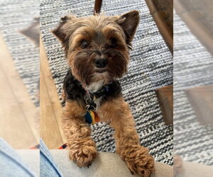 Mutt Dogs for adoption in Bellevue, WA, USA