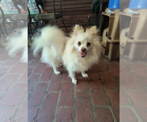 Pomeranian Puppy for sale in MARLTON, NJ, USA