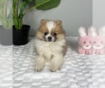 Small #6 Pomeranian