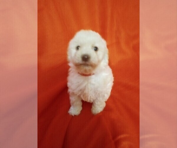 Medium Photo #6 Poodle (Toy) Puppy For Sale in NORTH LIBERTY, IN, USA