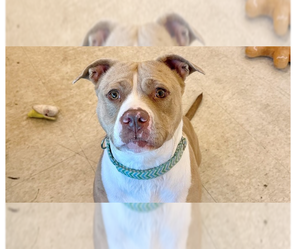 Medium Photo #3 American Pit Bull Terrier-Catahoula Leopard Dog Mix Puppy For Sale in Brewster, NY, USA