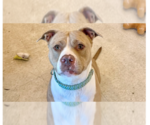Small #2 American Pit Bull Terrier-Catahoula Leopard Dog Mix