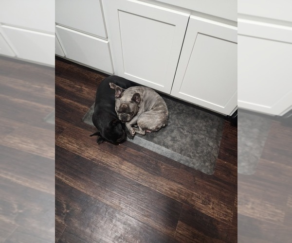 Medium Photo #15 French Bulldog Puppy For Sale in VERSAILLES, IN, USA