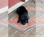 Small Photo #1 Pug Puppy For Sale in WILLIAMSBURG, VA, USA