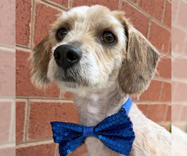 Medium Photo #1 Dachshund-Unknown Mix Puppy For Sale in Arlington, VA, USA