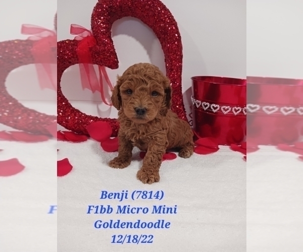 Medium Photo #2 Goldendoodle (Miniature) Puppy For Sale in SHIPSHEWANA, IN, USA