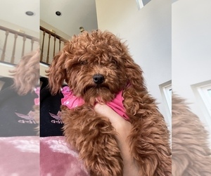 Poodle (Toy) Puppy for Sale in PLANO, Texas USA