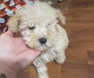 Goldendoodle (Miniature) Puppy for sale in DENNIS, MS, USA