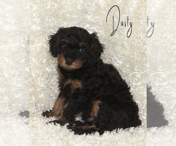 Medium Photo #6 Golden Cavadoodle Puppy For Sale in SAINT MARYS, KS, USA