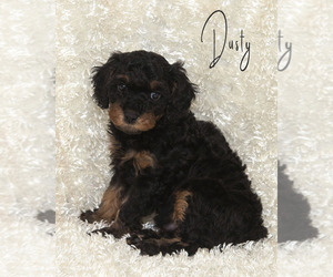 Medium Golden Cavadoodle