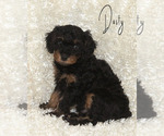 Puppy 5 Golden Cavadoodle