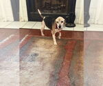 Small Beagle