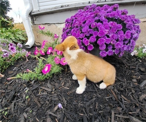 Medium Photo #52 Pembroke Welsh Corgi Puppy For Sale in SHILOH, OH, USA