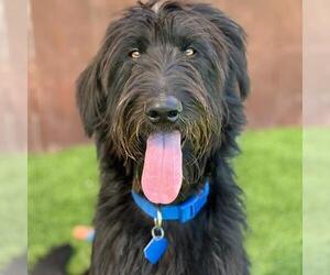 Miniature Labradoodle Dogs for adoption in San Diego, CA, USA