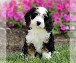 Small #2 Bernedoodle (Miniature)