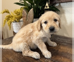 Golden Retriever Puppy for sale in FORDLAND, MO, USA