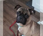 Small #7 Pug Mix