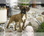 Small #8 Boxer