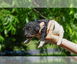 Small #11 Goldendoodle