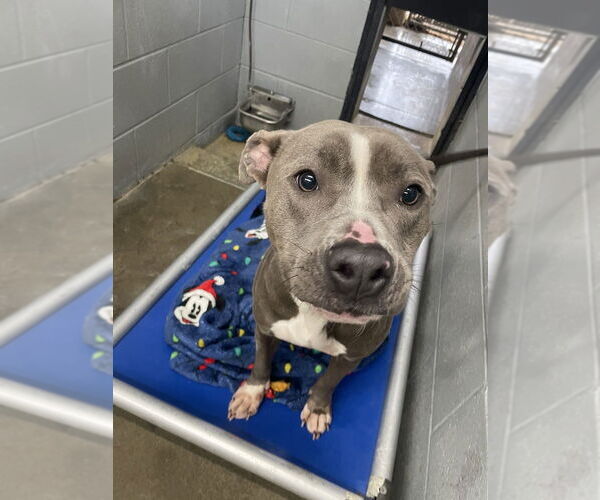 Medium Photo #2 Mutt Puppy For Sale in Evansville, IN, USA