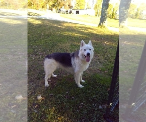 Medium Photo #3 German Shepherd Dog-Siberian Husky Mix Puppy For Sale in HOLMESVILLE, OH, USA