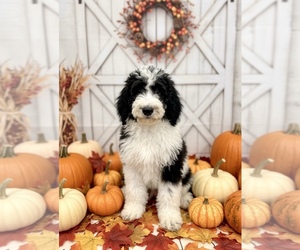 Bernedoodle Puppy for sale in MENIFEE, CA, USA