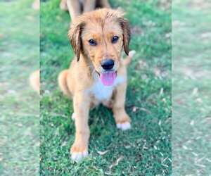 Golden Labrador Dogs for adoption in Lawrenceville, NJ, USA