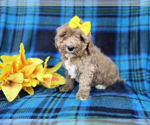 Medium Photo #6 Cavapoo (Miniature) Puppy For Sale in LAKELAND, FL, USA