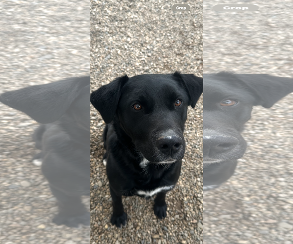 Medium Photo #2 Mutt Puppy For Sale in Emmett, ID, USA