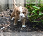 Small #2 Cavapoo-Poodle (Toy) Mix