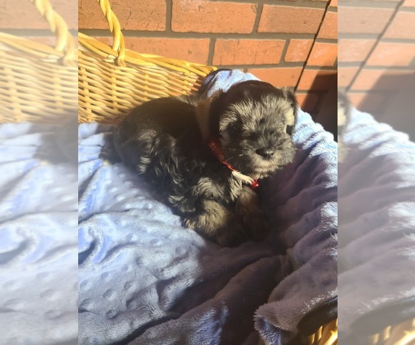 Medium Photo #5 Schnauzer (Miniature) Puppy For Sale in HUMESTON, IA, USA