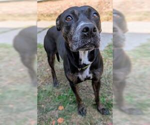 German Shorthaired Pointer-Unknown Mix Dogs for adoption in Akron, OH, USA