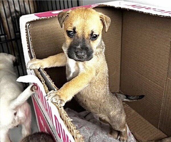 Medium Photo #2 Black Mouth Cur-Unknown Mix Puppy For Sale in Houston, TX, USA