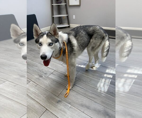 Medium Photo #2 Siberian Husky Puppy For Sale in Cedar Crest, NM, USA