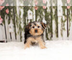 Small #1 Yorkshire Terrier