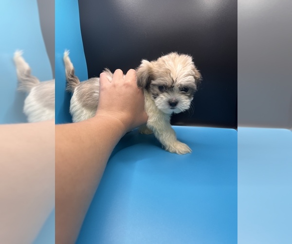 Medium Photo #5 Maltipoo-Shih Tzu Mix Puppy For Sale in SAINT AUGUSTINE, FL, USA