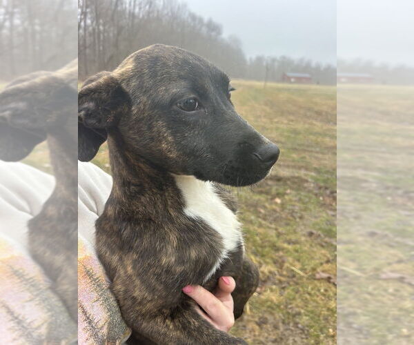 Medium Photo #5 Jack Russell Terrier-Unknown Mix Puppy For Sale in Aurora, IN, USA