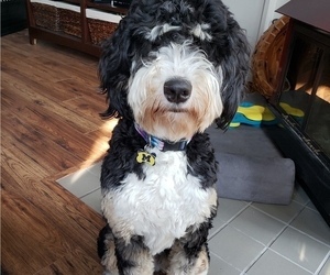 Bernedoodle Puppy for Sale in HOLLY, Michigan USA