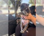 Small Photo #2 Mutt Puppy For Sale in Holly Springs, NC, USA